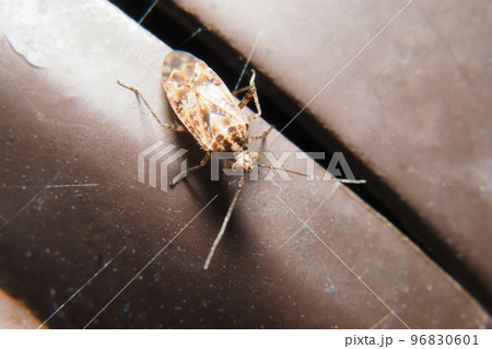 ケブカカスミカメ ケブカカスミカメ 96830601