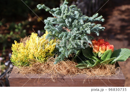 プリムラポリアンサを使った花の寄せ植え プリムラポリアンサを使った花の寄せ植え 96830735