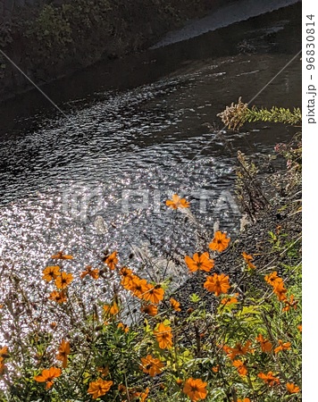 晴れた日、秋の川辺のキバナコスモス 96830814