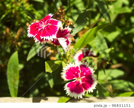 closeup portrait of a flower dianthus chinensis, japanese carnation 96831151