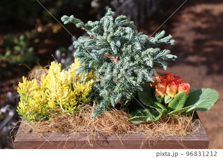 ボールバードを使った花の寄せ植え 96831212