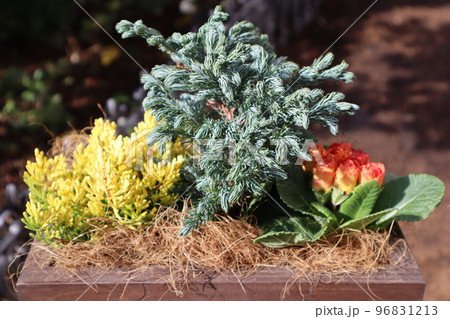 紅葉カルーナを使った花の寄せ植え 紅葉カルーナを使った花の寄せ植え 96831213