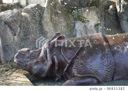 水浴びするインドサイのいる動物園の風景 水浴びするインドサイのいる動物園の風景 96831382