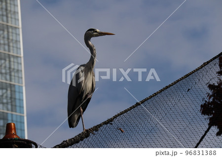青空と雲と網の柵の上にとまるアオサギが1羽いる風景 96831388