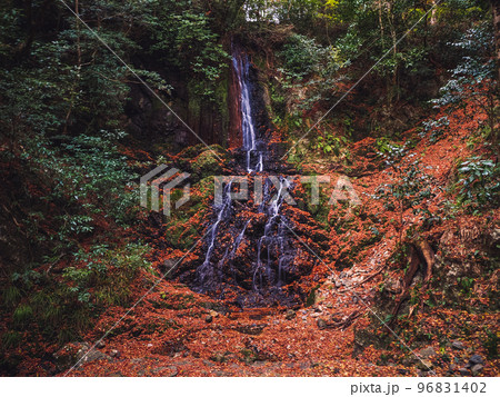 紅葉が美しい天神の滝(山口市徳地鯖河内) 紅葉が美しい天神の滝(山口市徳地鯖河内) 96831402