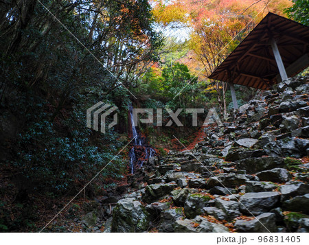 紅葉が美しい天神の滝(山口市徳地鯖河内) 紅葉が美しい天神の滝(山口市徳地鯖河内) 96831405