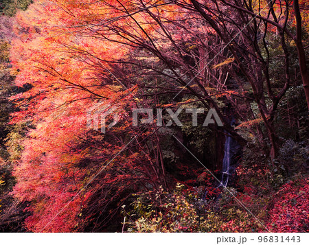 紅葉が美しい天神の滝(山口市徳地鯖河内) 紅葉が美しい天神の滝(山口市徳地鯖河内) 96831443
