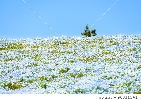 ネモフィラの花畑「春空を背景に田舎の花畑風景」(観光名所:松本つつじ園)長崎県大村市 ネモフィラの花畑「春空を背景に田舎の花畑風景」(観光名所:松本つつじ園)長崎県大村市 96831541