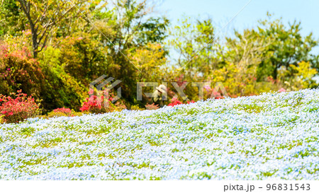 ネモフィラの花畑「春空を背景に田舎の花畑風景」(観光名所：松本