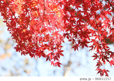 秋の紅葉 秋の紅葉 96831557