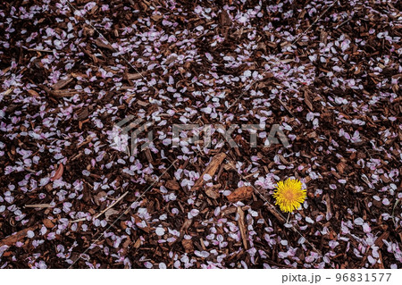 沢山の落ちた桜の花びらとタンポポ 96831577