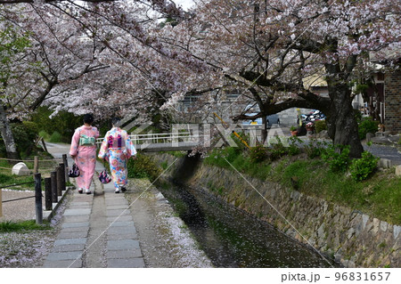 日本の京都　哲学の道　満開の桜と小川　散った花びらが水面を流れる花筏　着物を着て散歩をする女性二人組 96831657