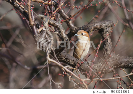 モズ（メス） 96831861