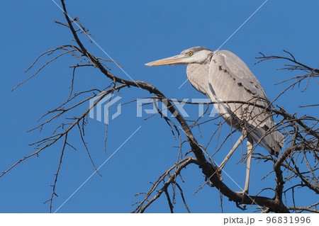 アオサギ 96831996