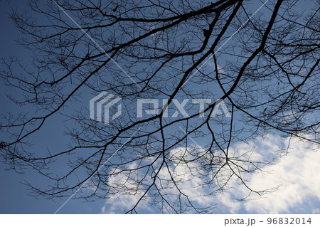 冬枯れの樹の枝と雲と青空を見上げた風景 冬枯れの樹の枝と雲と青空を見上げた風景 96832014