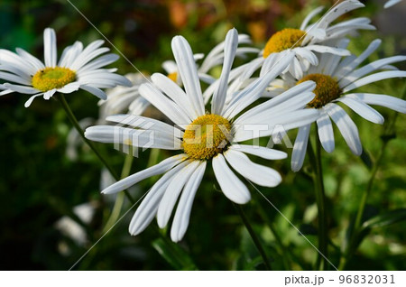 浜菊（ハマギク） 96832031