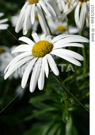 浜菊（ハマギク） 96832032