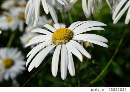 浜菊（ハマギク） 96832033