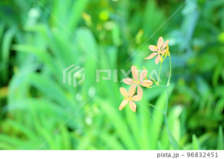 ヒオウギの花 ヒオウギの花 96832451