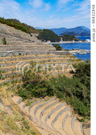 愛媛県/ 遊子水荷浦の段畑 ・遊子水荷浦の段々畑　 96832848