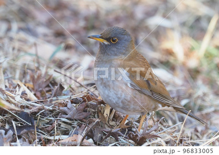 シロハラ シロハラ 96833005