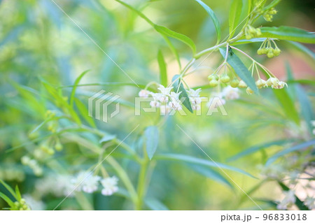 フウセントウワタの花 フウセントウワタの花 96833018