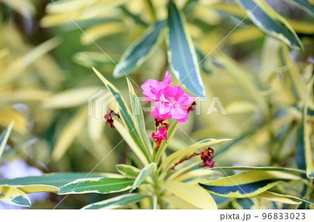 キョウチクトウの花 キョウチクトウの花 96833023