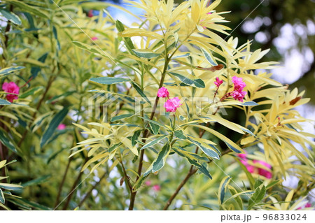 キョウチクトウの花 96833024