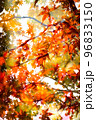 もみじの多重露光 96833150