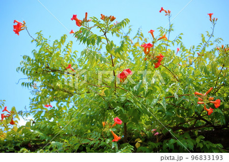 ノウゼンカズラの花 96833193