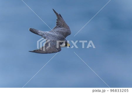 日本海をバックに悠然と飛ぶハヤブサ成鳥 96833205
