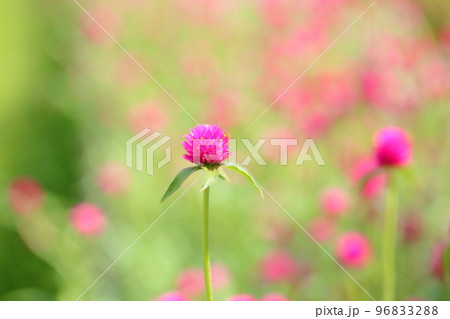 センニチコウの花 96833288