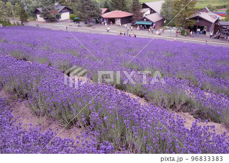 ファーム富田の花畑(ラベンダー)/北海道富良野市 ファーム富田の花畑(ラベンダー)/北海道富良野市 96833383