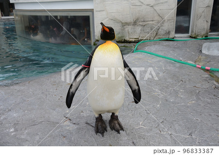 キングペンギン（旭山動物園）／北海道旭川市 96833387