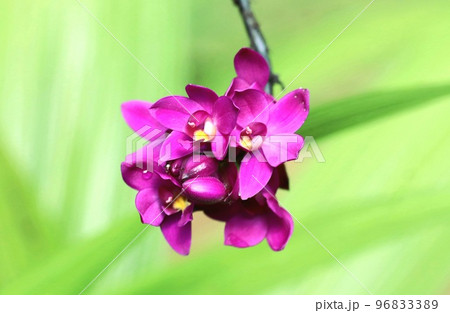 Orchid Flower  96833389
