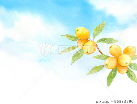 びわと空　手描き水彩イラスト 96833596