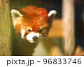 レッサーパンダ 96833746
