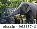 象 96833748