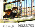 レッサーパンダ 96833753