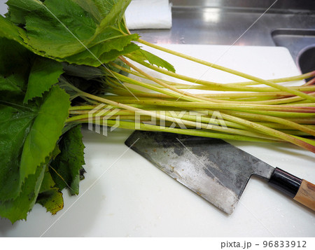 山の蕗 山の蕗 96833912