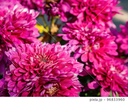 Close up shot of Chrysanthemum flower blossom in Lou Lim Ioc Garden 96833960