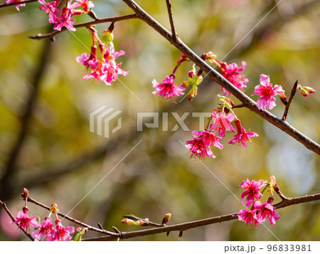 Close up shot of cherry flower blossom in Lou Lim Ioc Garden 96833981