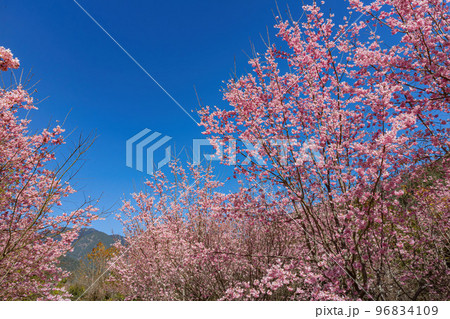 Sunny view of the beautiful cherry blossom in Wuling Farm 96834109