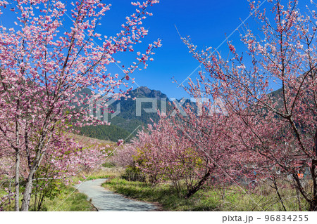 Sunny view of the beautiful cherry blossom in Wuling Farm 96834255
