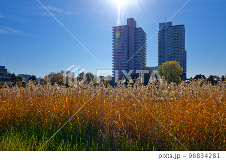 尾久の原公園の葦の穂と紅葉 日差し 尾久の原公園の葦の穂と紅葉 日差し 96834281