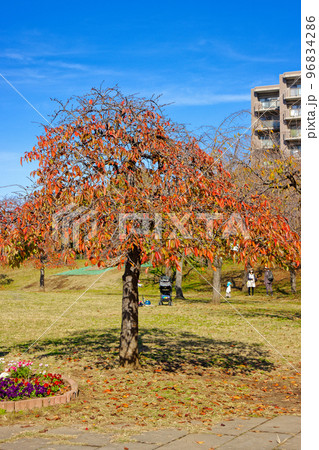 尾久の原公園の林の木の紅葉と青空 96834286