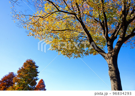 尾久の原公園の大きな欅の木の紅葉と青空 96834293