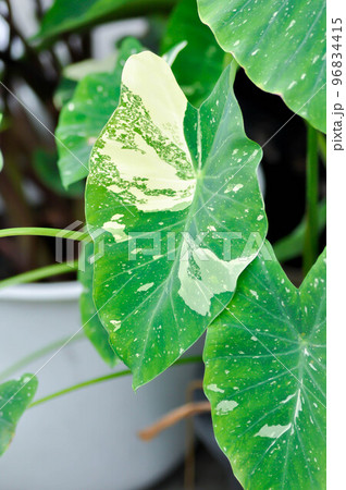 Colocasia White Lava or Colocasia variegated Colocasia White Lava or Colocasia variegated 96834415