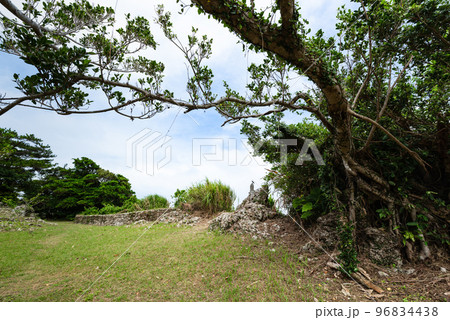 沖縄浦添大公園の樹木 沖縄浦添大公園の樹木 96834438