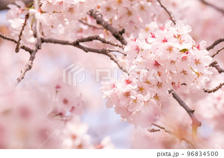 桜 96834500